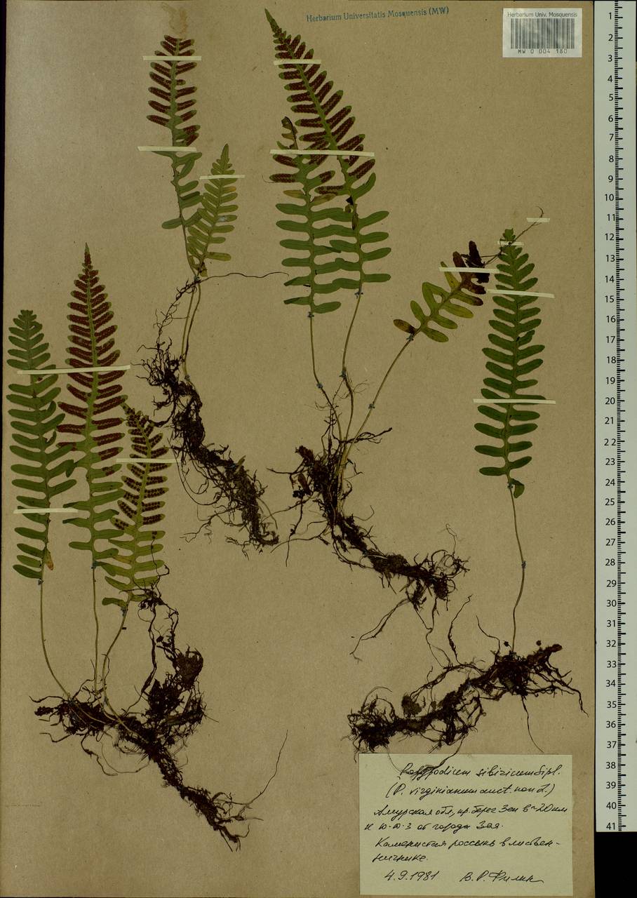 Polypodium sibiricum Sipliv., Siberia, Russian Far East (S6) (Russia)