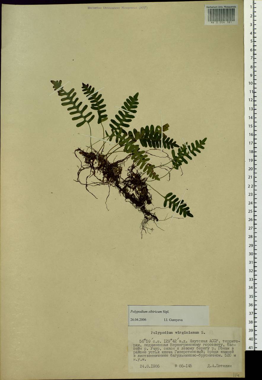 Polypodium sibiricum Sipliv., Siberia, Yakutia (S5) (Russia)