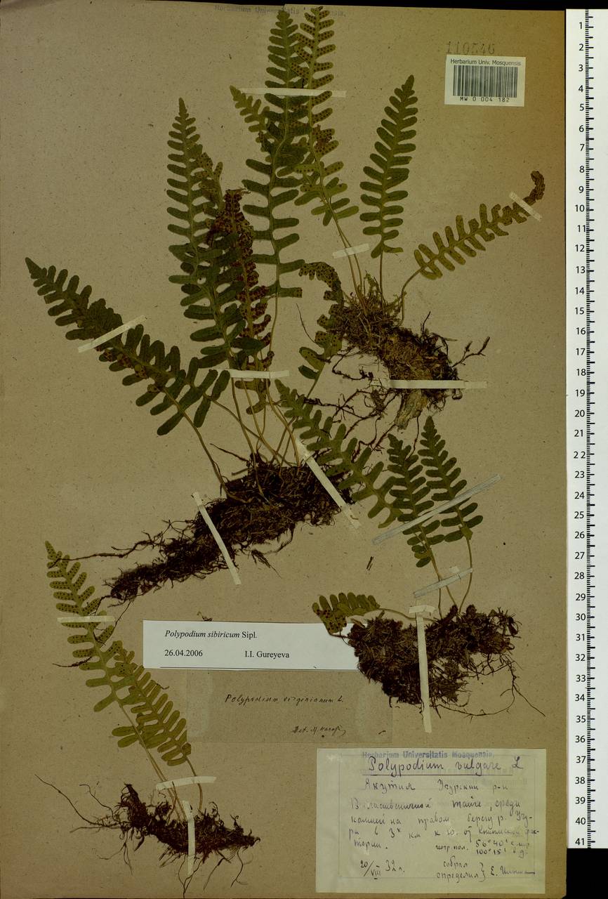 Polypodium sibiricum Sipliv., Siberia, Yakutia (S5) (Russia)