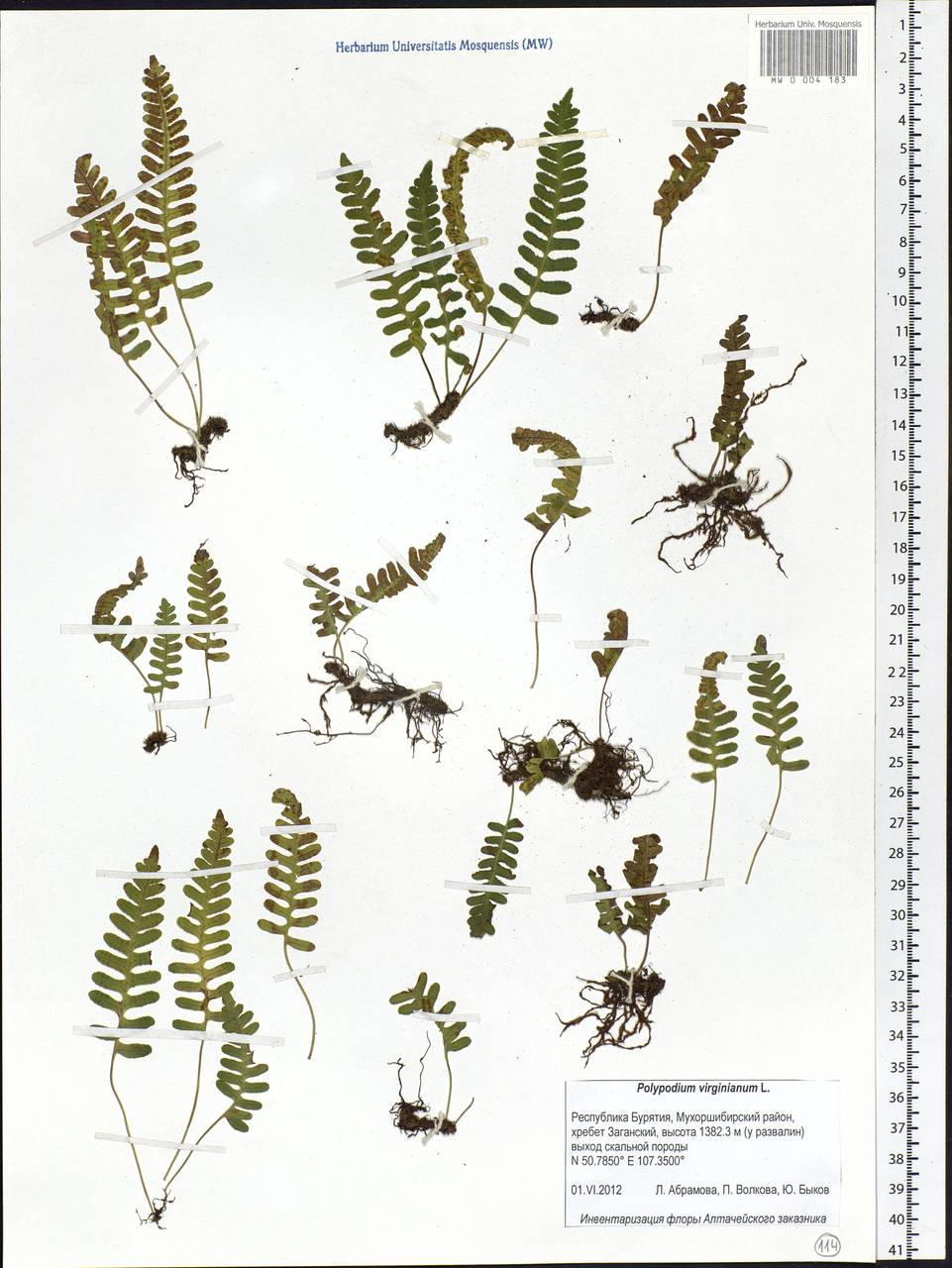 Polypodium sibiricum Sipliv., Siberia, Baikal & Transbaikal region (S4) (Russia)