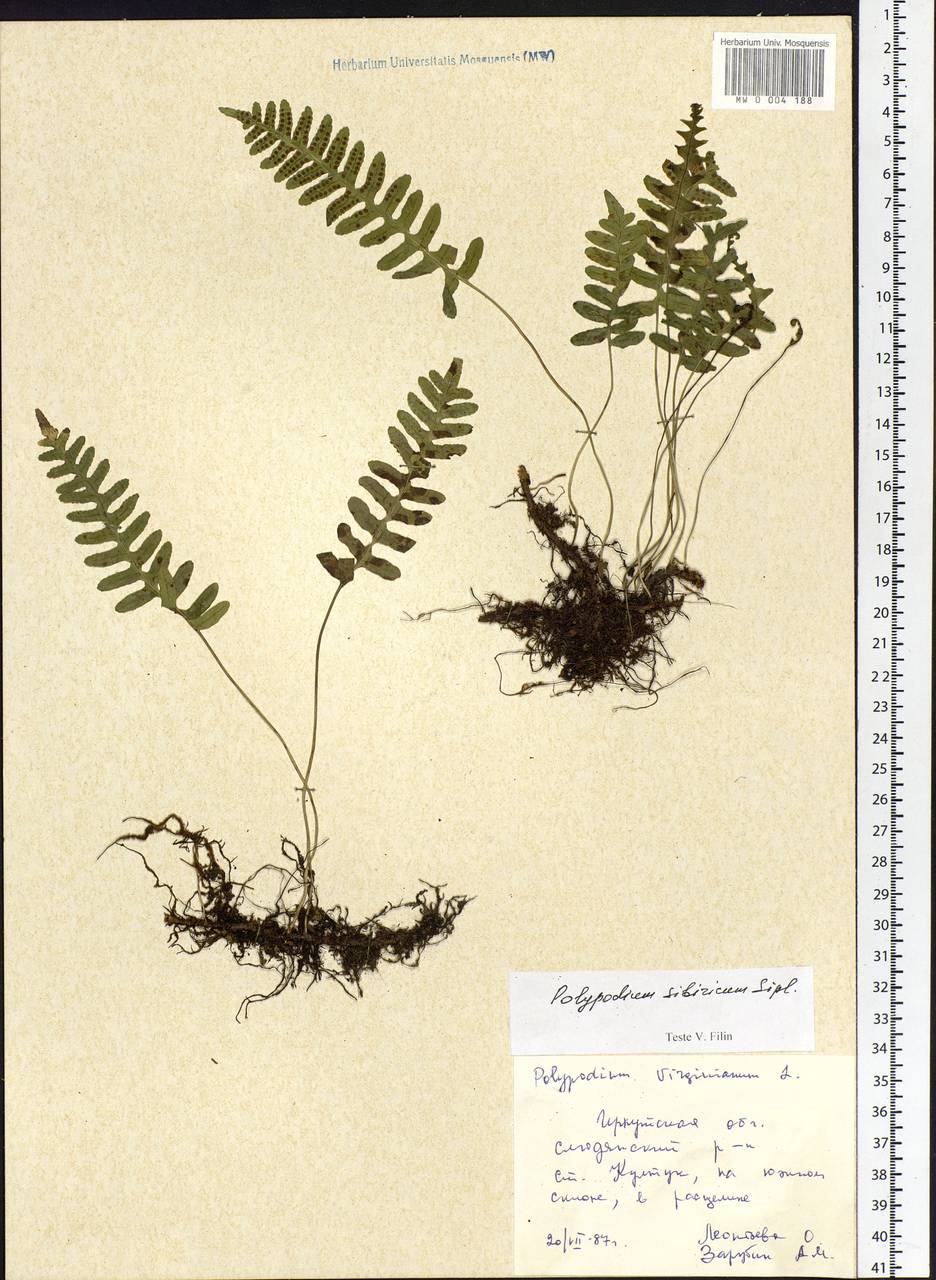Polypodium sibiricum Sipliv., Siberia, Baikal & Transbaikal region (S4) (Russia)