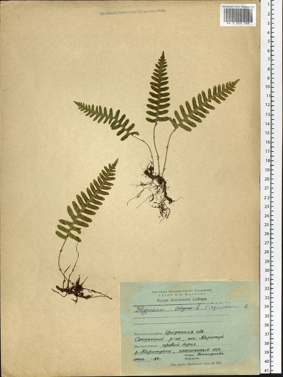 Polypodium sibiricum Sipliv., Siberia, Baikal & Transbaikal region (S4) (Russia)