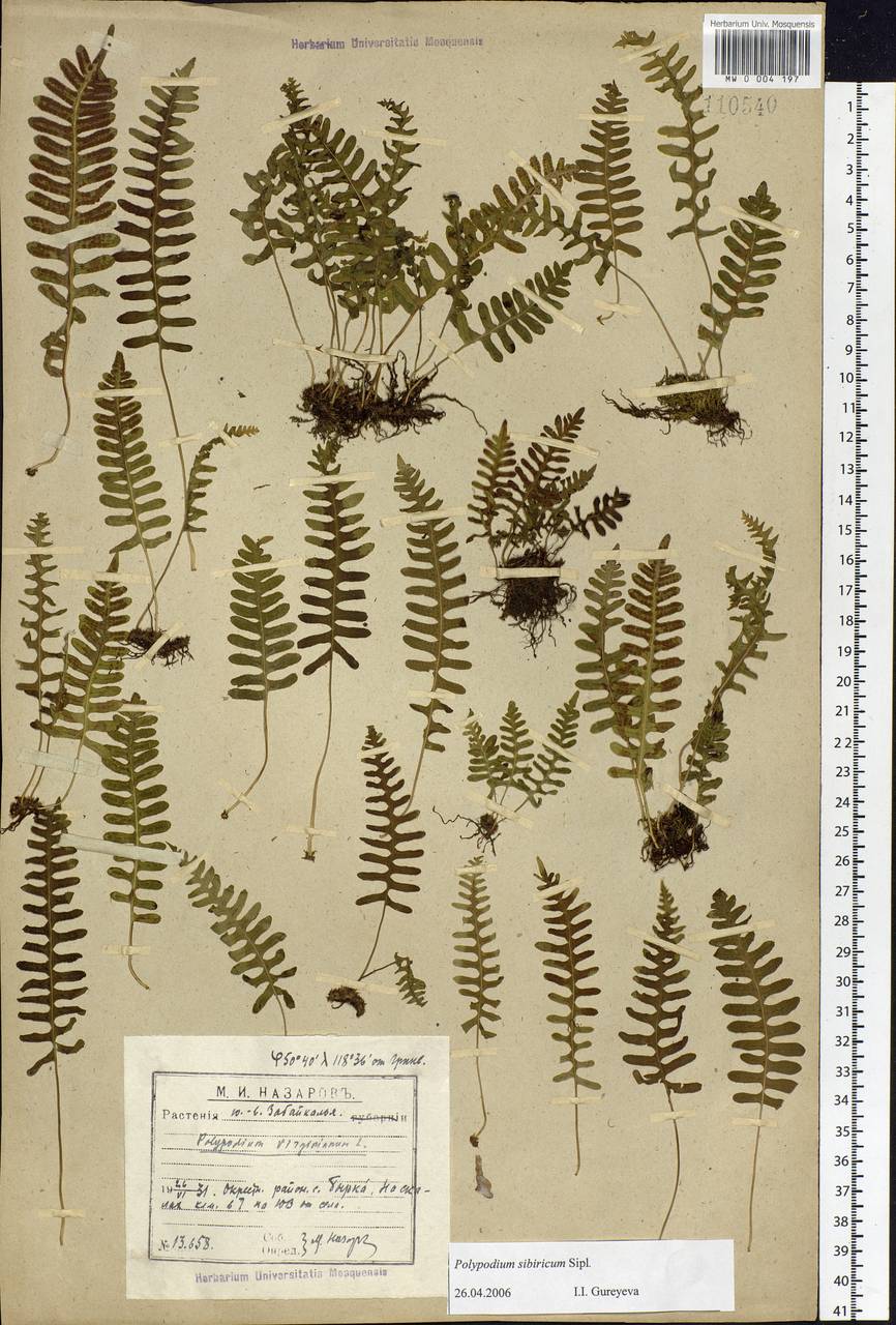 Polypodium sibiricum Sipliv., Siberia, Baikal & Transbaikal region (S4) (Russia)
