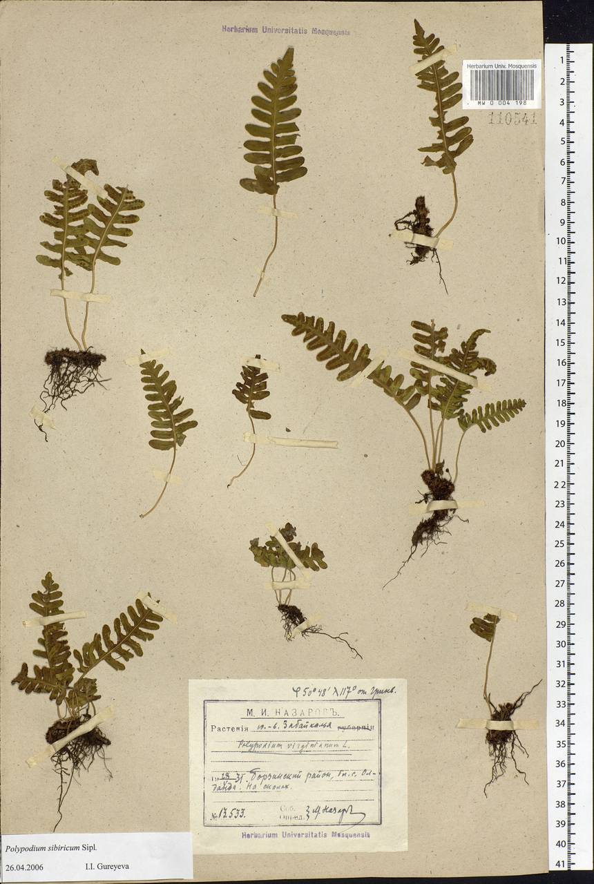 Polypodium sibiricum Sipliv., Siberia, Baikal & Transbaikal region (S4) (Russia)