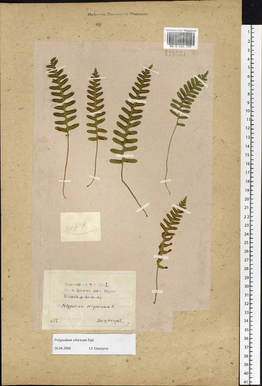 Polypodium sibiricum Sipliv., Siberia, Baikal & Transbaikal region (S4) (Russia)