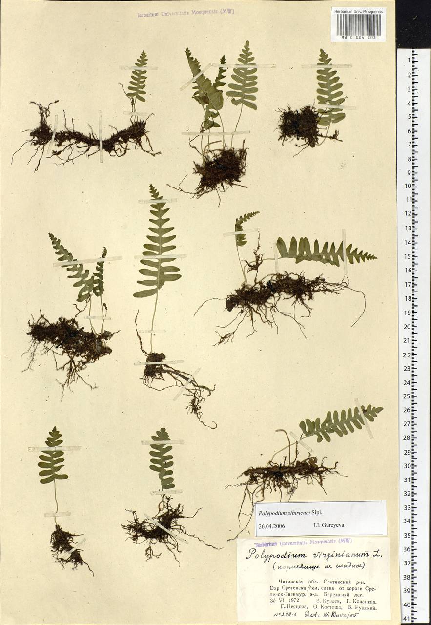 Polypodium sibiricum Sipliv., Siberia, Baikal & Transbaikal region (S4) (Russia)