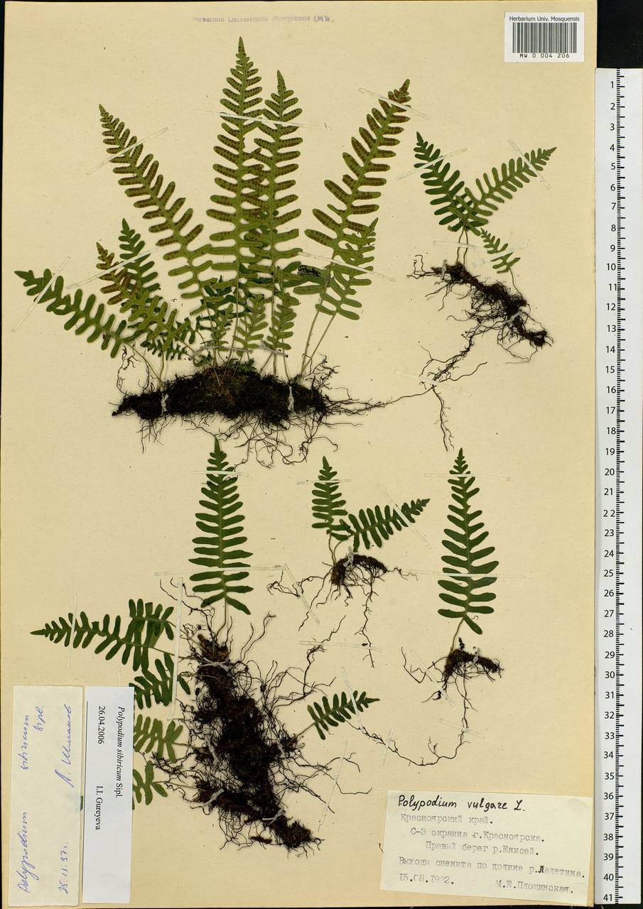 Polypodium sibiricum Sipliv., Siberia, Central Siberia (S3) (Russia)