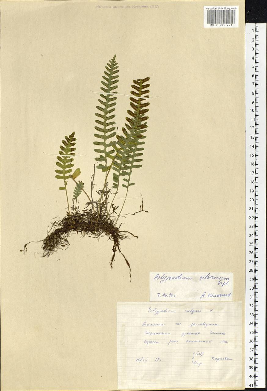 Polypodium sibiricum Sipliv., Siberia, Altai & Sayany Mountains (S2) (Russia)