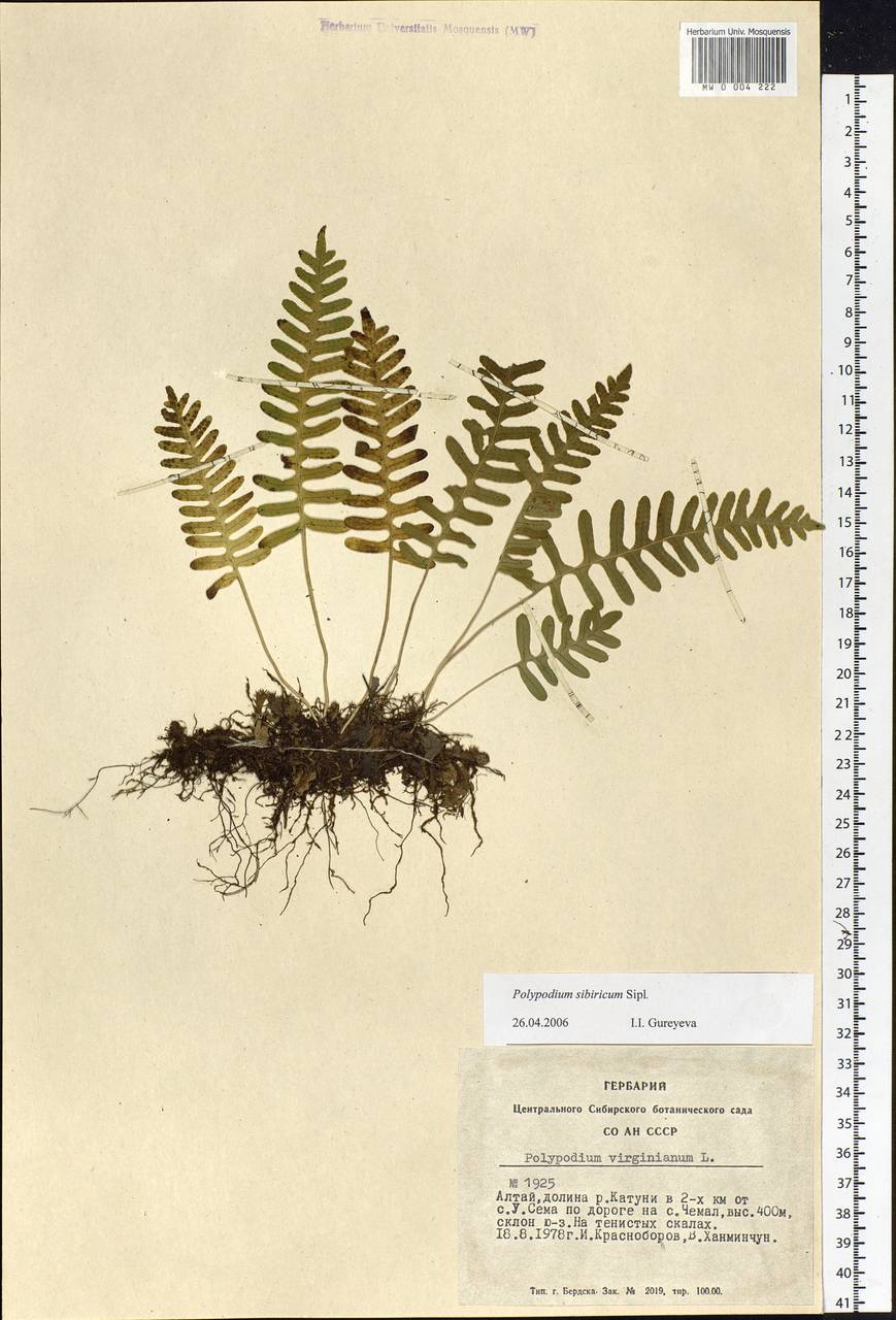 Polypodium sibiricum Sipliv., Siberia, Altai & Sayany Mountains (S2) (Russia)