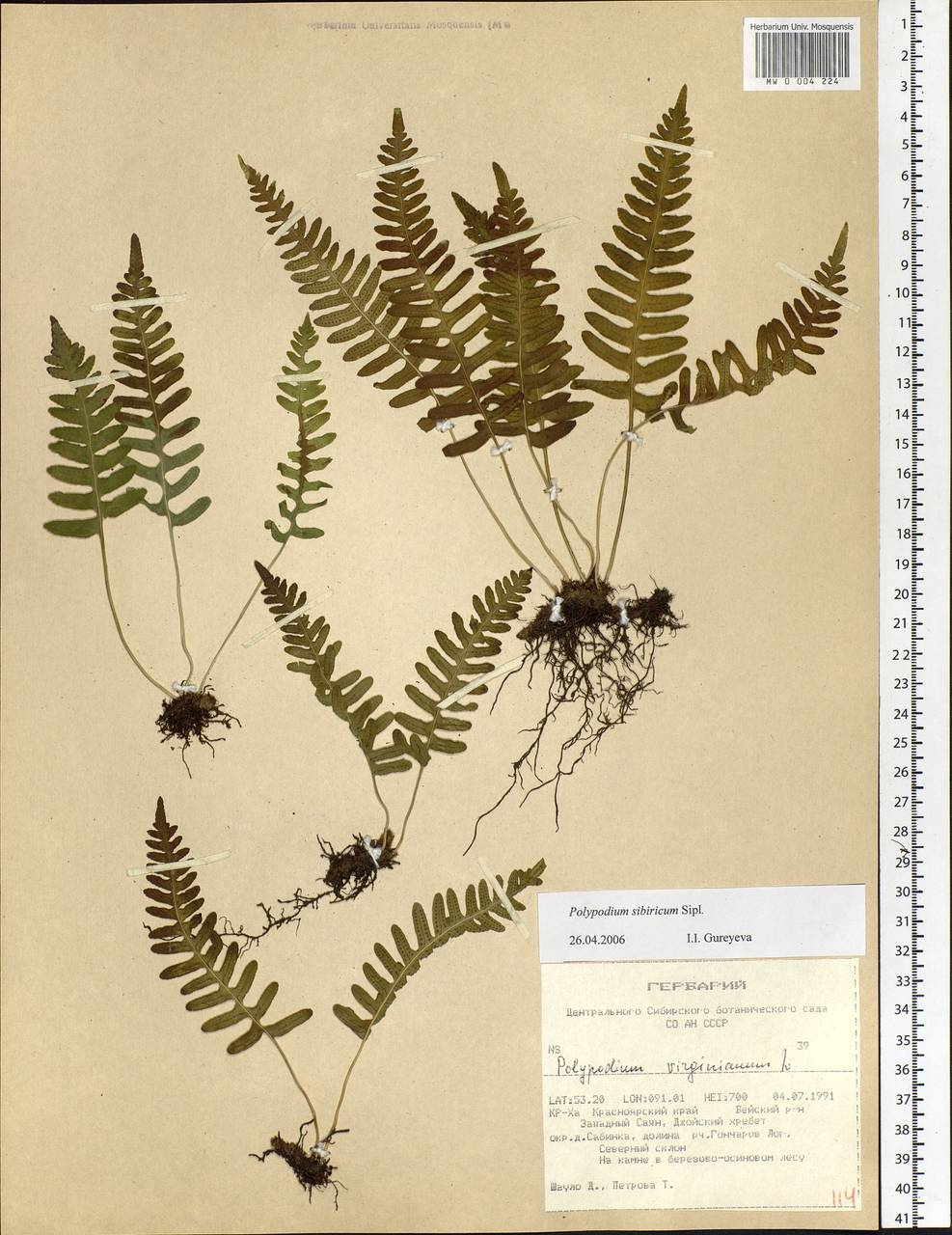 Polypodium sibiricum Sipliv., Siberia, Altai & Sayany Mountains (S2) (Russia)