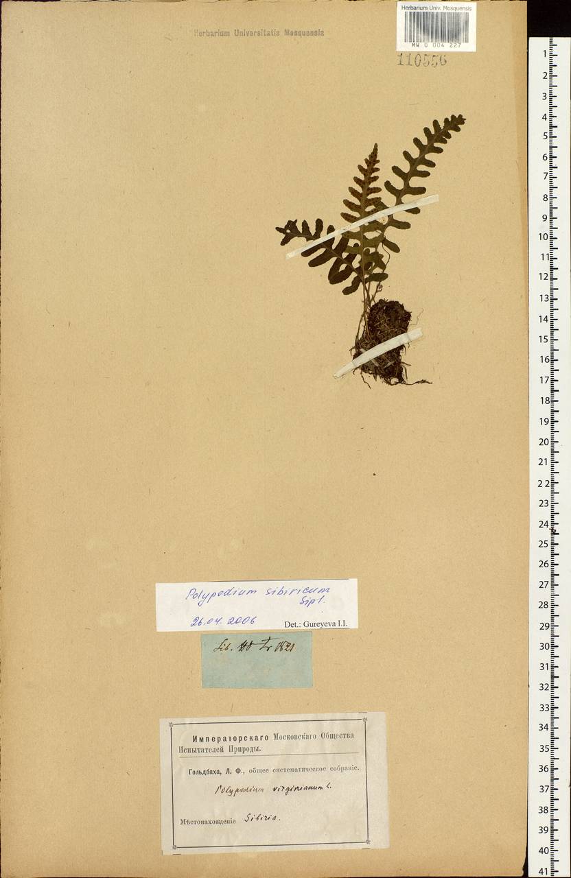 Polypodium sibiricum Sipliv., Siberia (no precise locality) (S0) (Russia)