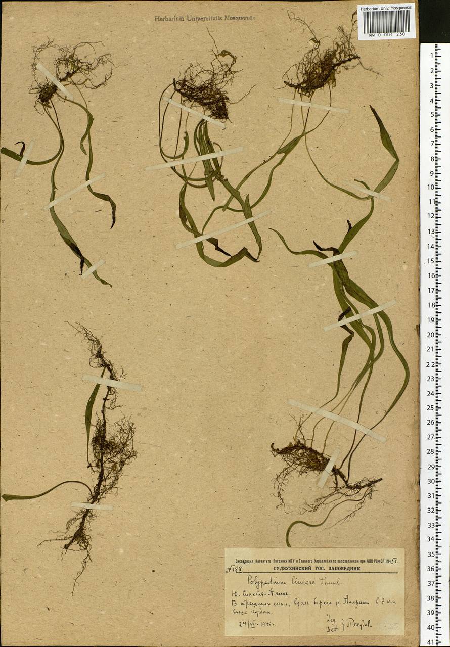 Lepisorus ussuriensis (Regel & Mack.) Ching, Siberia, Russian Far East (S6) (Russia)