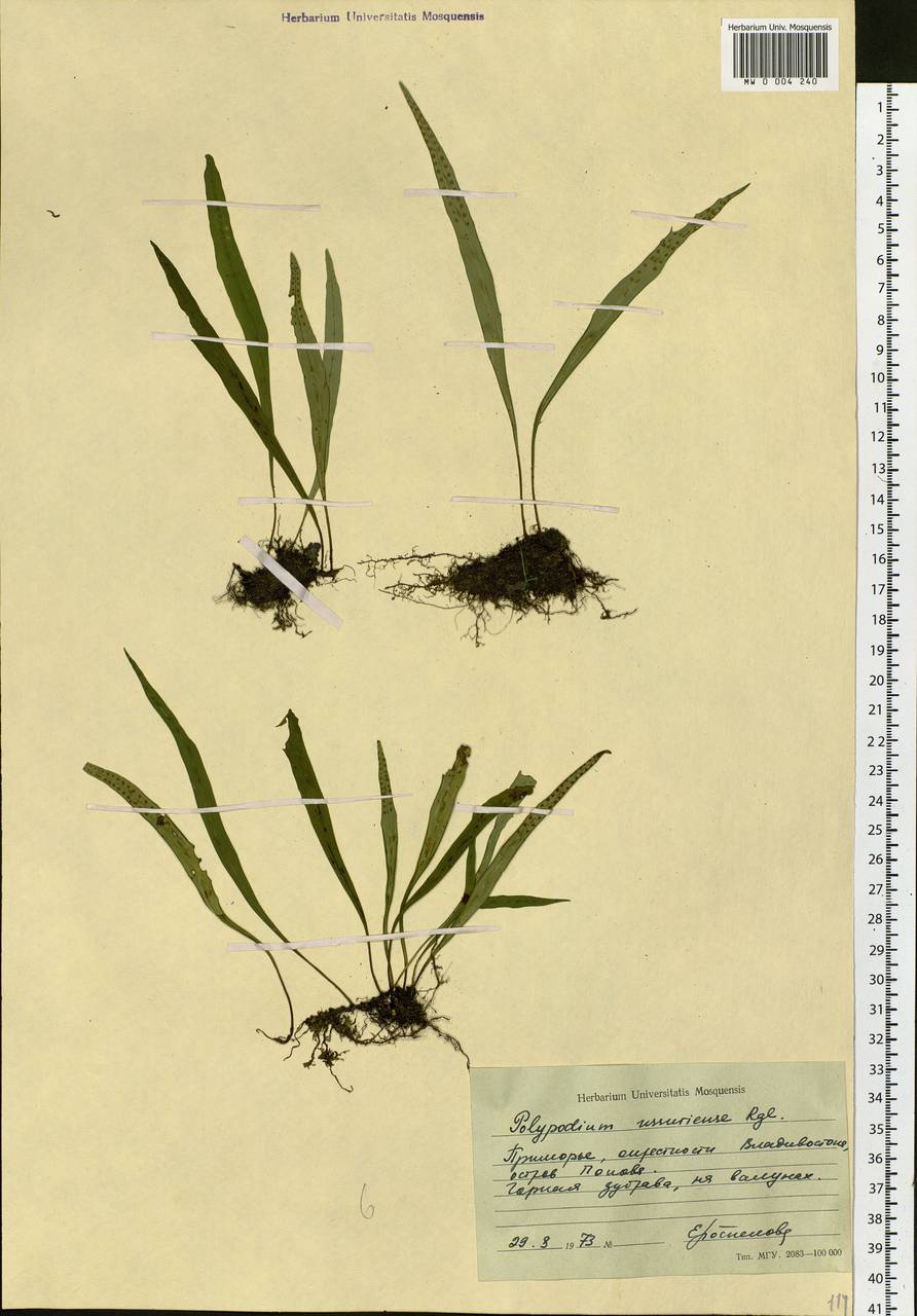 Lepisorus ussuriensis (Regel & Mack.) Ching, Siberia, Russian Far East (S6) (Russia)