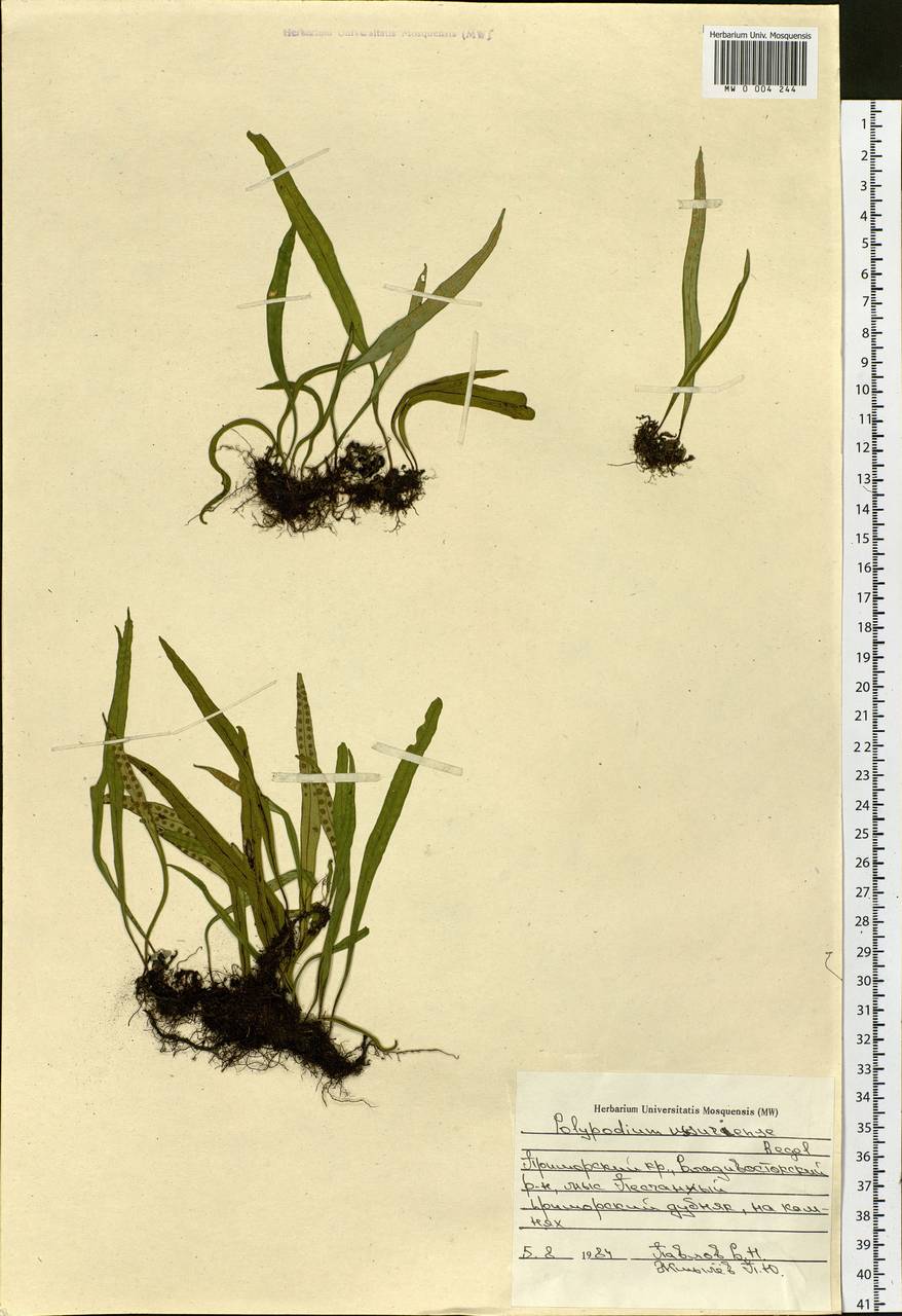 Lepisorus ussuriensis (Regel & Mack.) Ching, Siberia, Russian Far East (S6) (Russia)