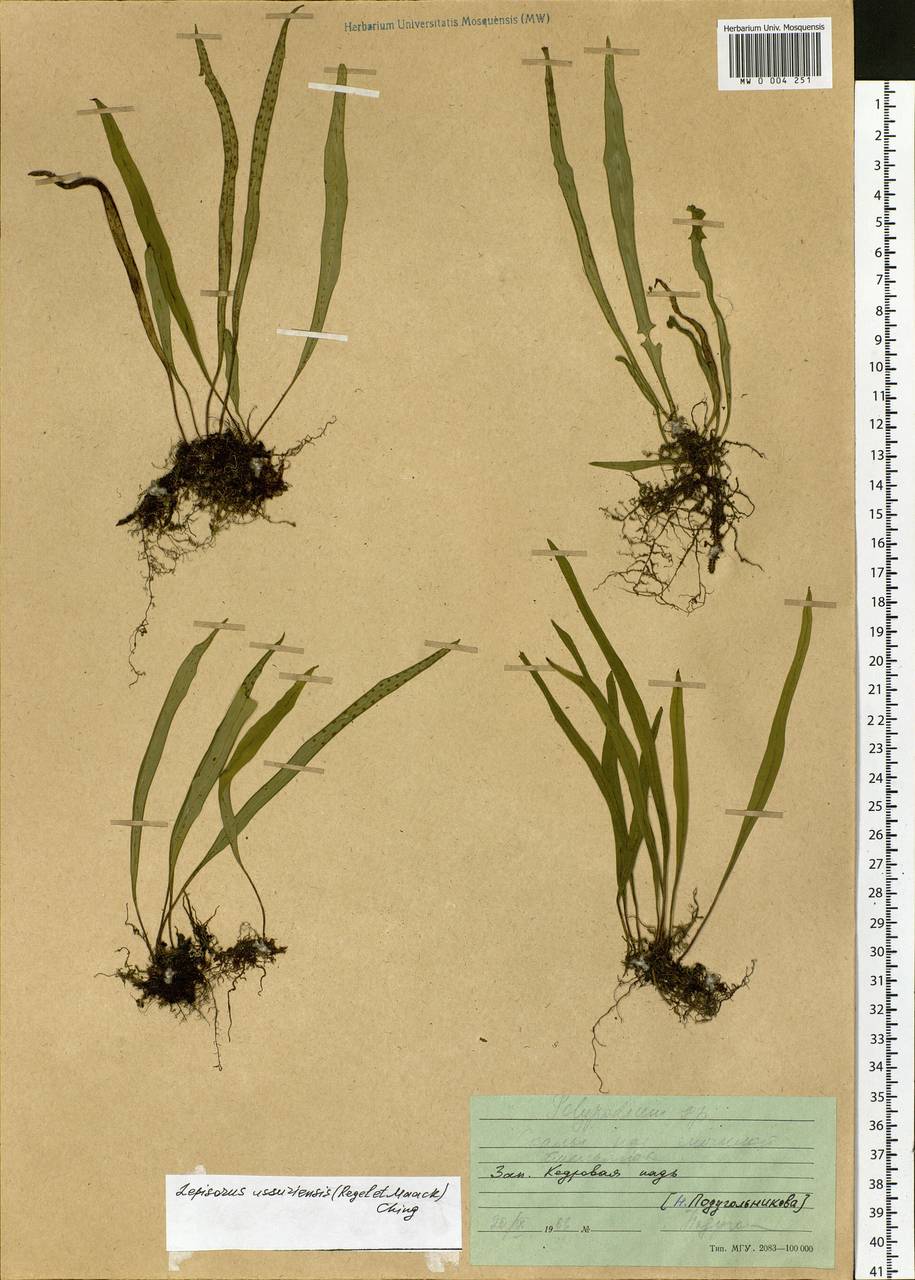 Lepisorus ussuriensis (Regel & Mack.) Ching, Siberia, Russian Far East (S6) (Russia)