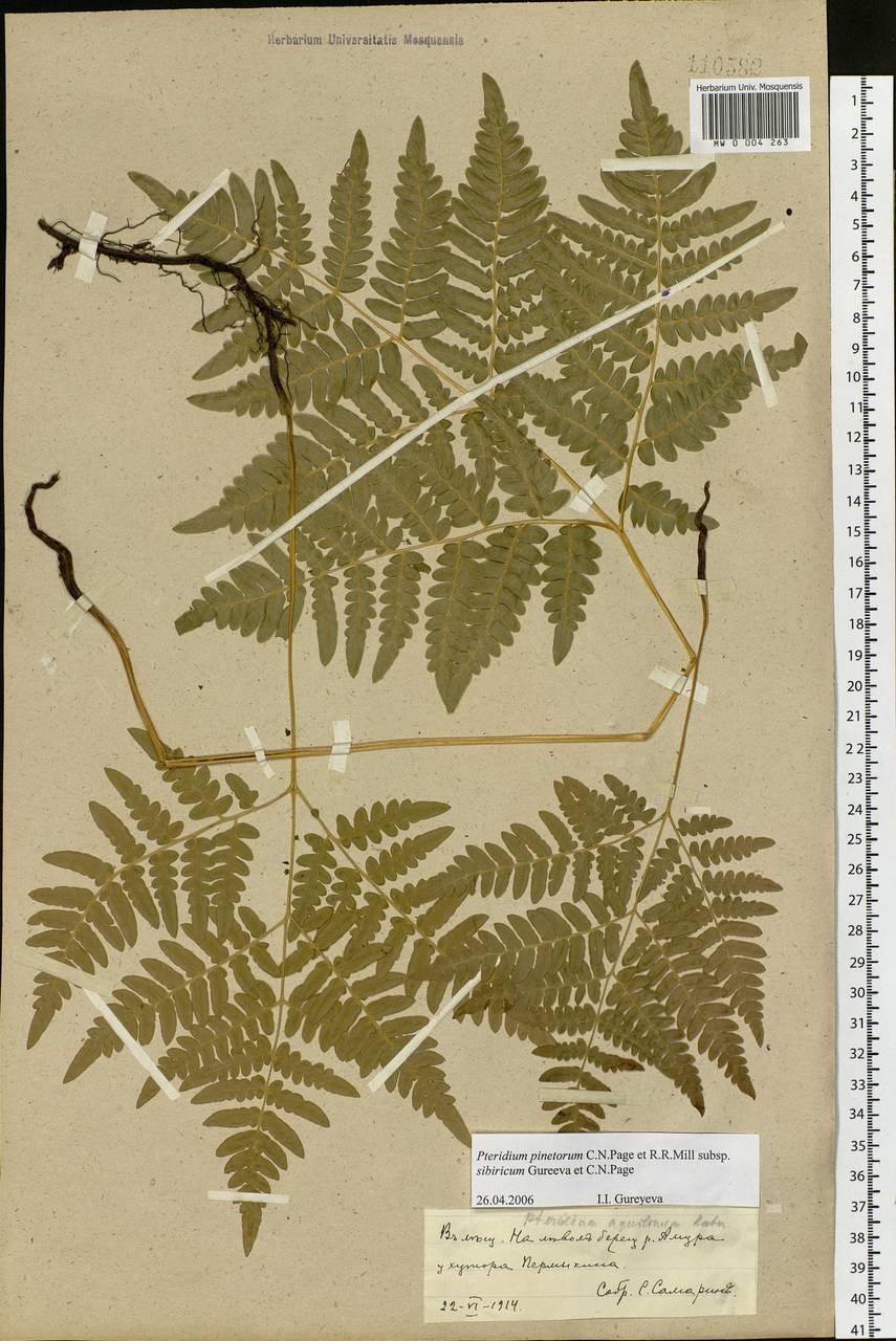Pteridium aquilinum subsp. japonicum (Nakai) Á. Löve & D. Löve, Siberia, Russian Far East (S6) (Russia)