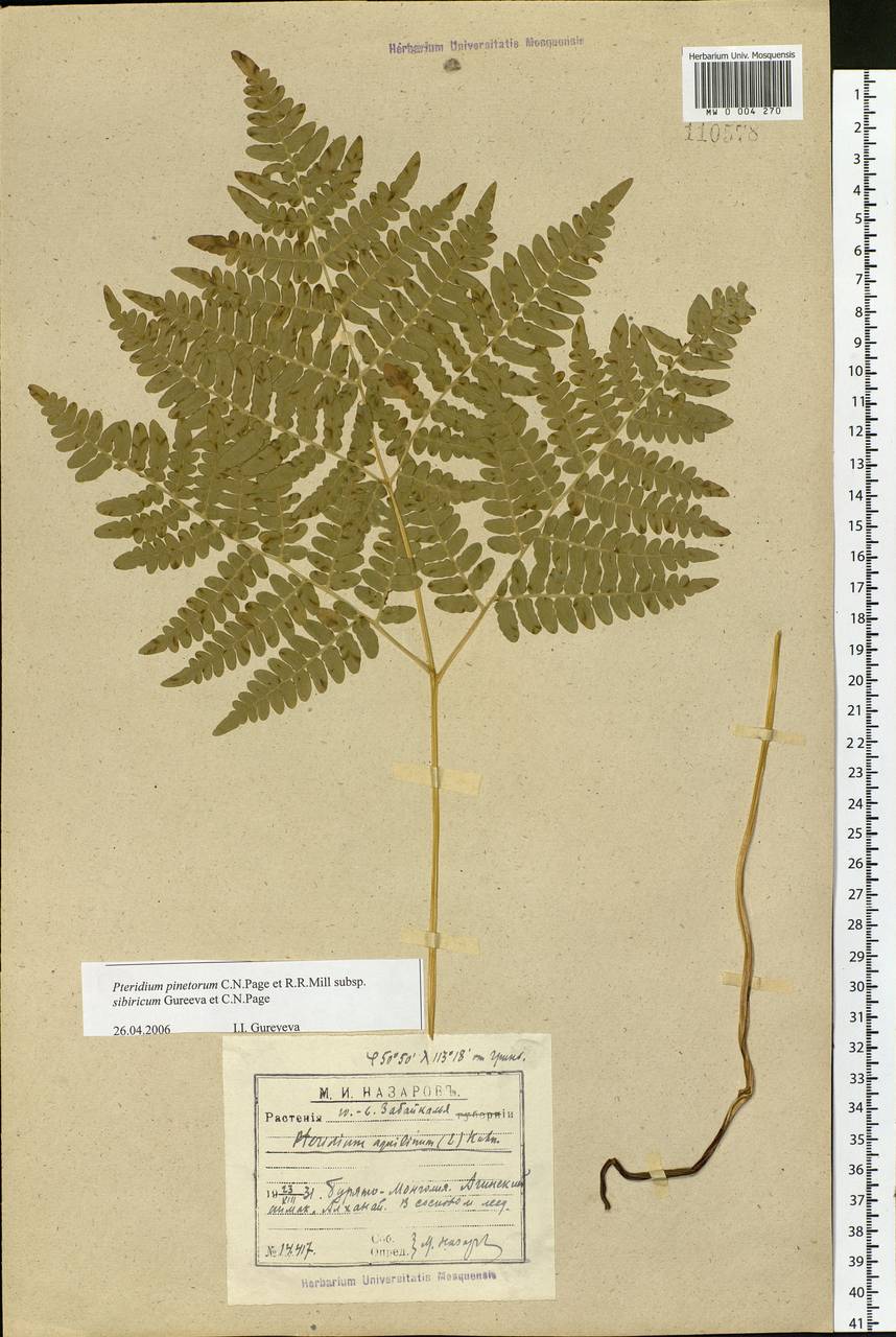 Pteridium aquilinum subsp. japonicum (Nakai) Á. Löve & D. Löve, Siberia, Baikal & Transbaikal region (S4) (Russia)