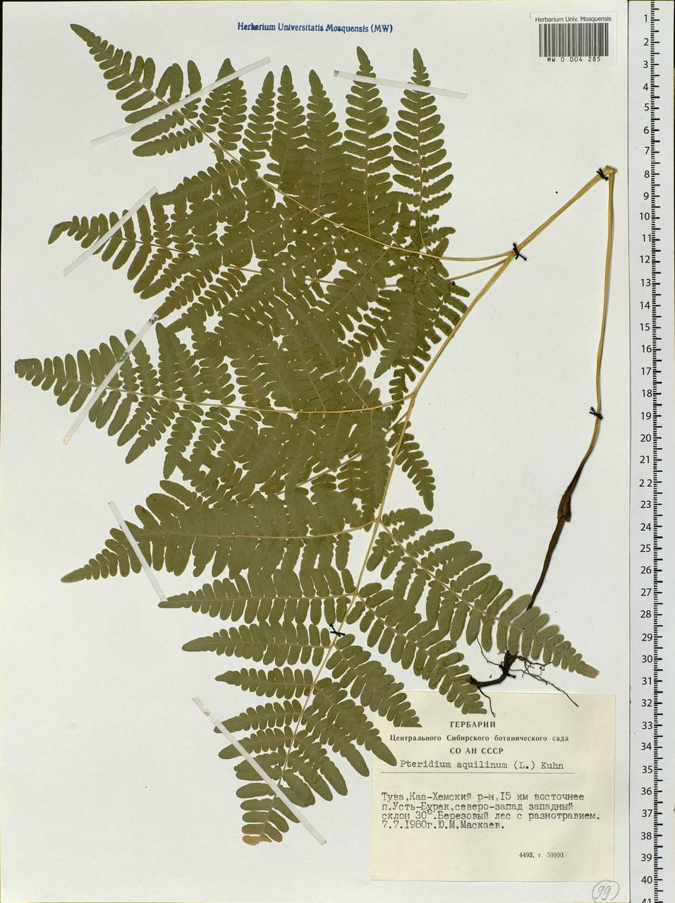 Pteridium aquilinum subsp. japonicum (Nakai) Á. Löve & D. Löve, Siberia, Altai & Sayany Mountains (S2) (Russia)