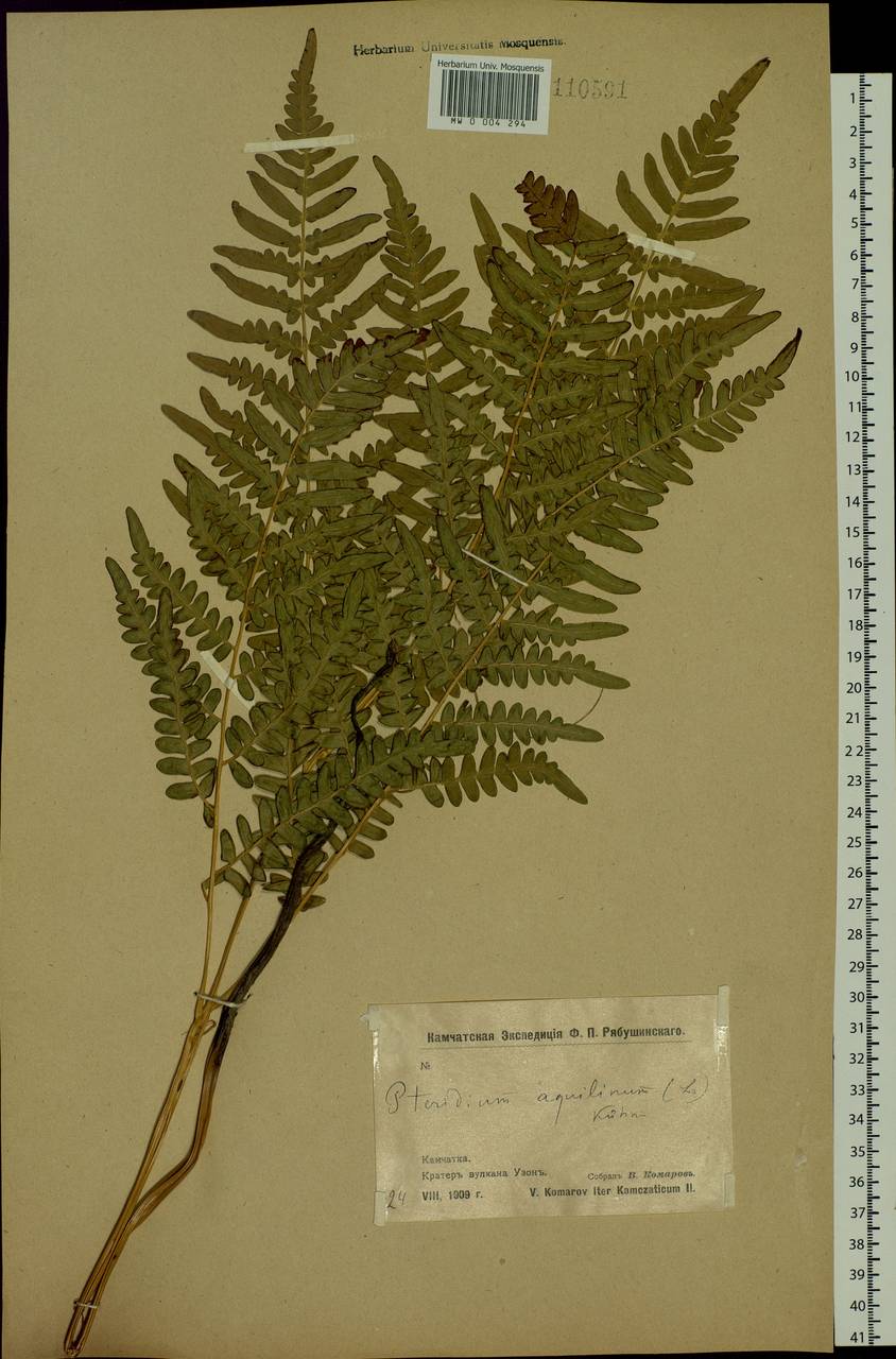 Pteridium aquilinum (L.) Kuhn, Siberia, Chukotka & Kamchatka (S7) (Russia)