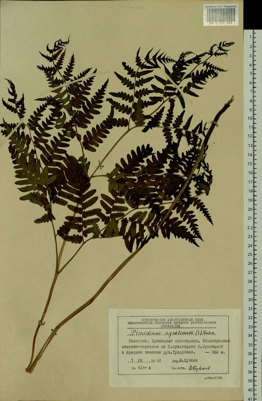 Pteridium aquilinum (L.) Kuhn, Siberia, Chukotka & Kamchatka (S7) (Russia)