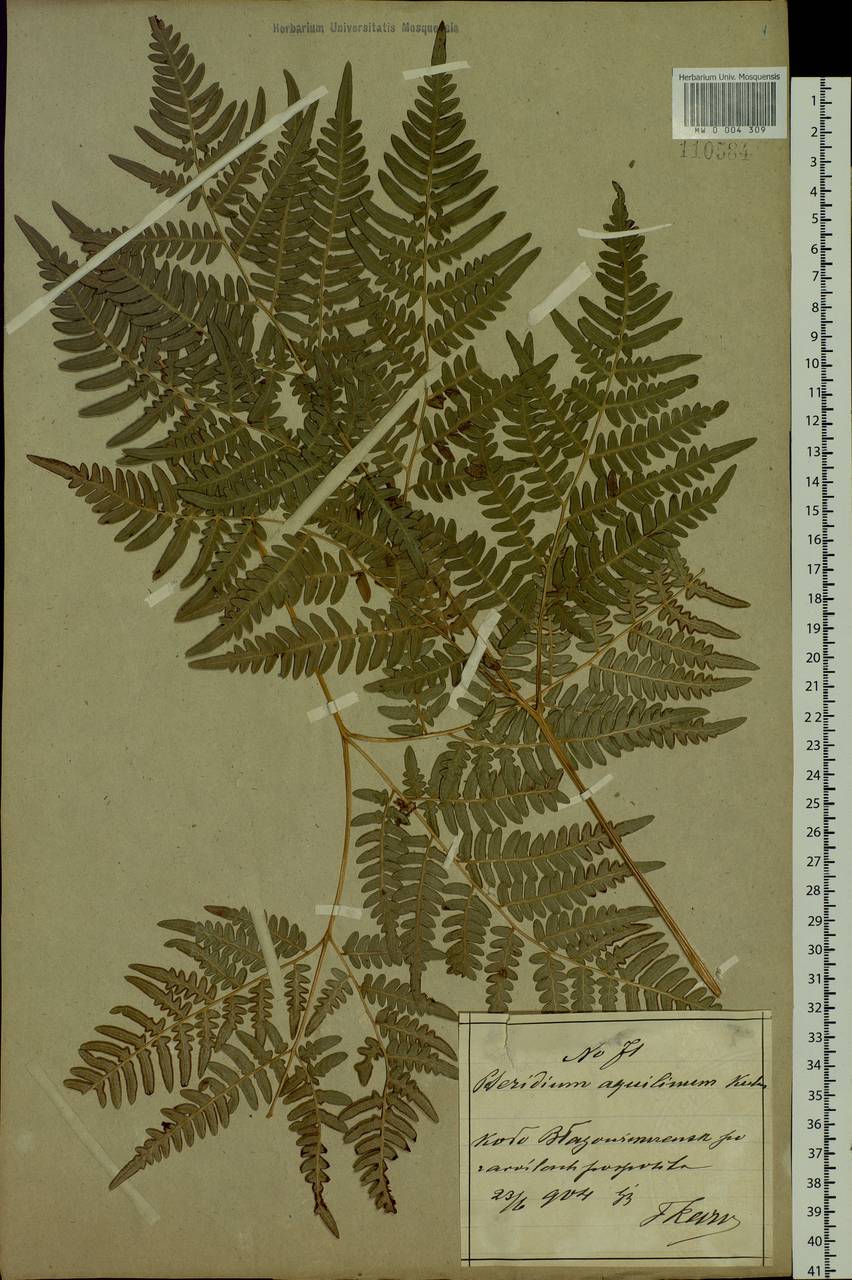 Pteridium aquilinum (L.) Kuhn, Siberia, Russian Far East (S6) (Russia)