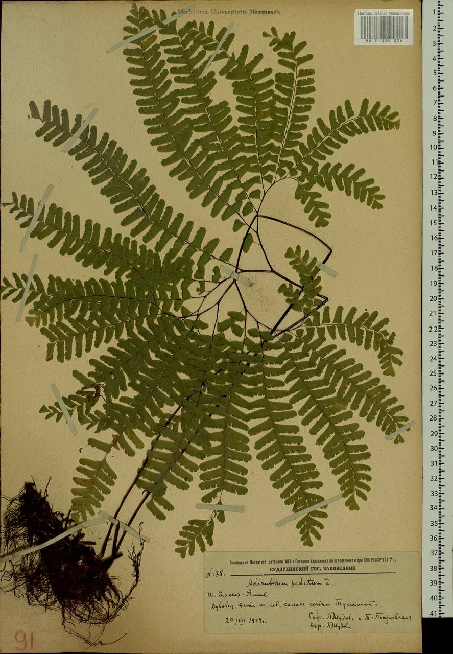 Adiantum pedatum L., Siberia, Russian Far East (S6) (Russia)