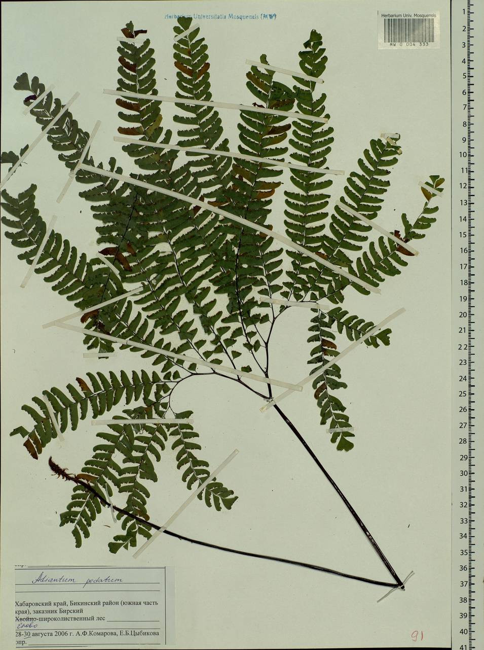 Adiantum pedatum L., Siberia, Russian Far East (S6) (Russia)