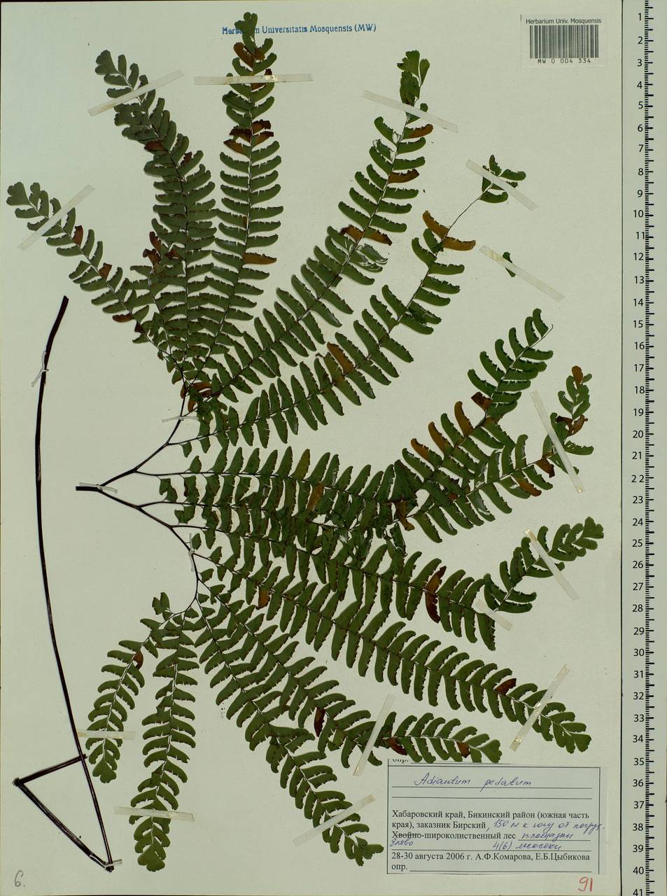 Adiantum pedatum L., Siberia, Russian Far East (S6) (Russia)