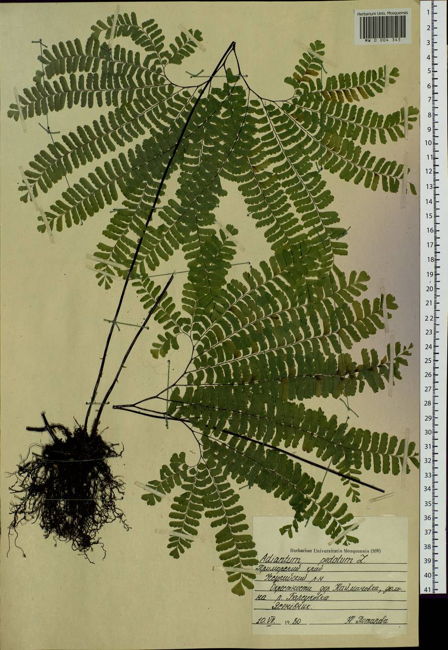 Adiantum pedatum L., Siberia, Russian Far East (S6) (Russia)