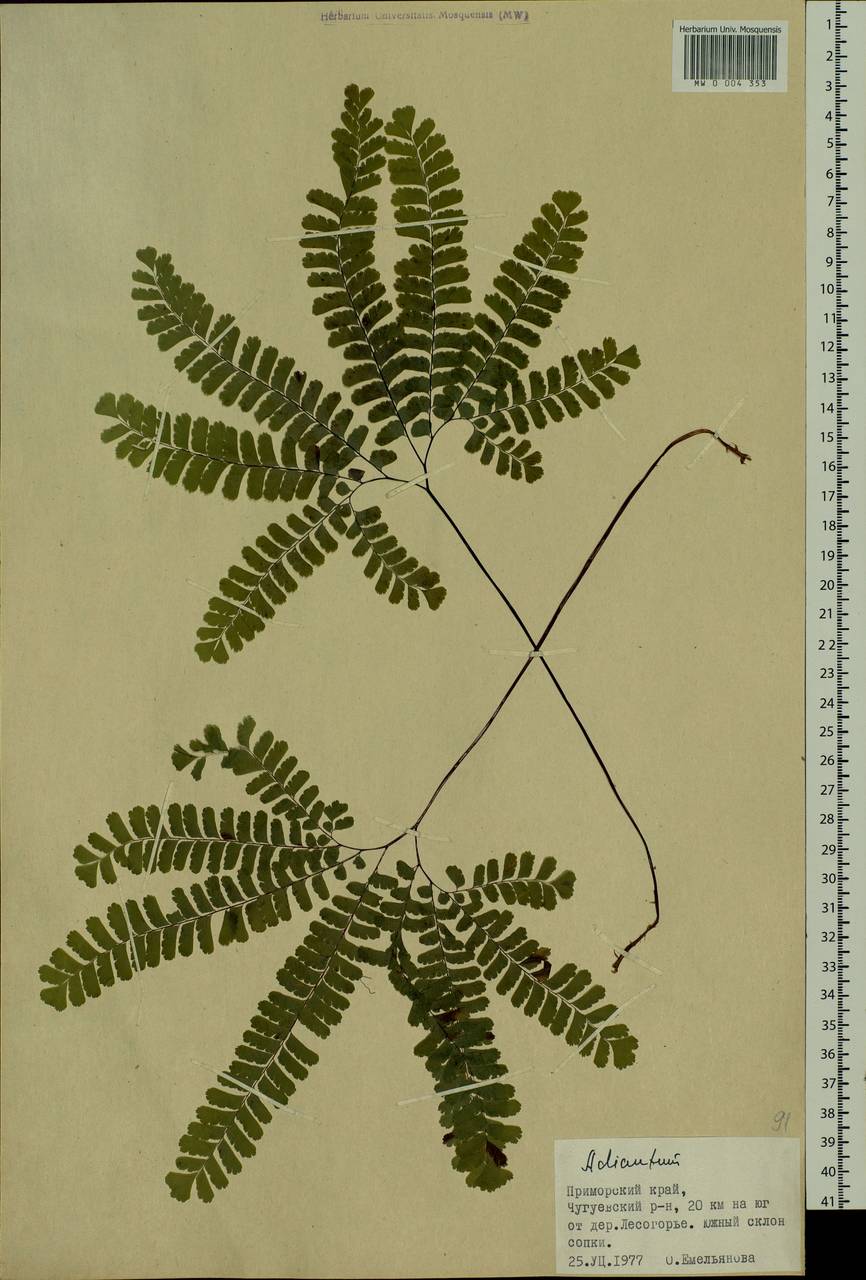 Adiantum pedatum L., Siberia, Russian Far East (S6) (Russia)