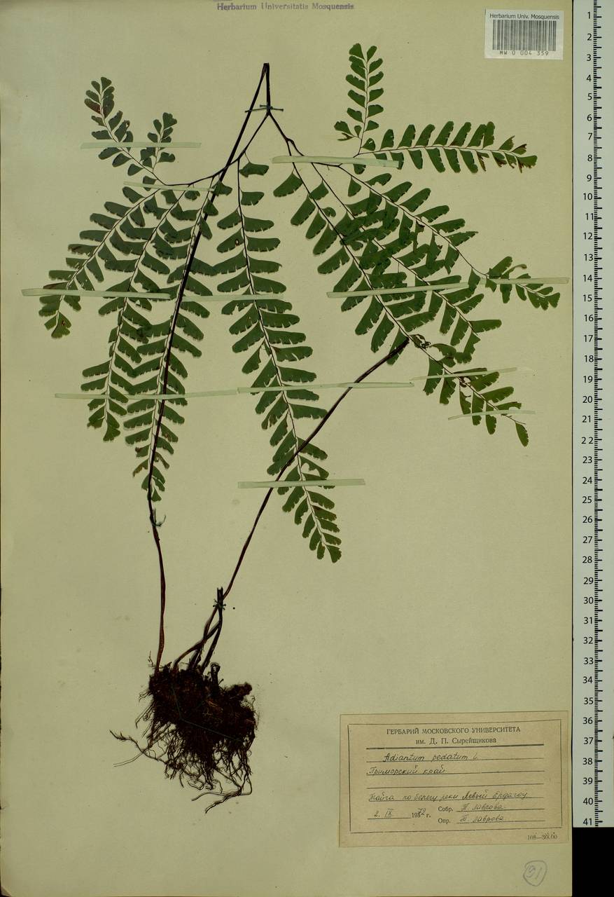 Adiantum pedatum L., Siberia, Russian Far East (S6) (Russia)