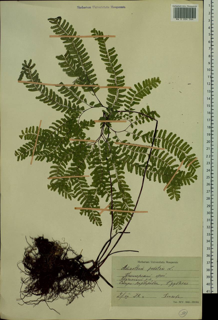 Adiantum pedatum L., Siberia, Russian Far East (S6) (Russia)