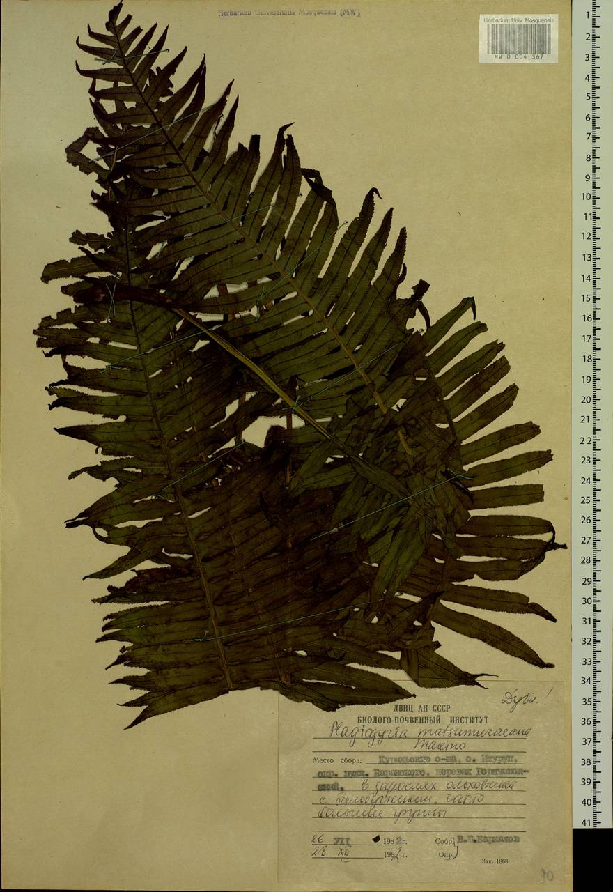 Plagiogyria matsumureana (Mak.) Mak., Siberia, Russian Far East (S6) (Russia)