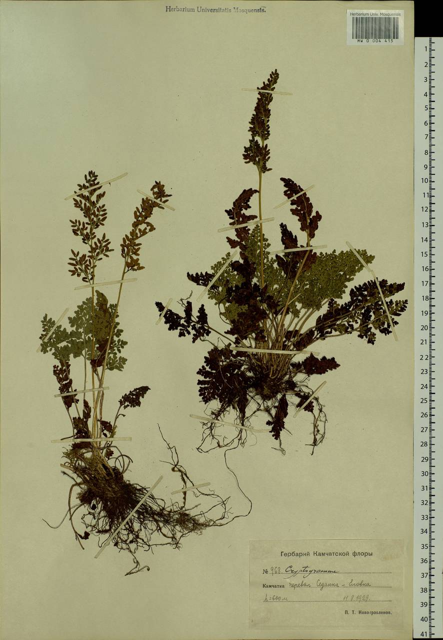 Cryptogramma acrostichoides R. Br. apud Richards., Siberia, Chukotka & Kamchatka (S7) (Russia)