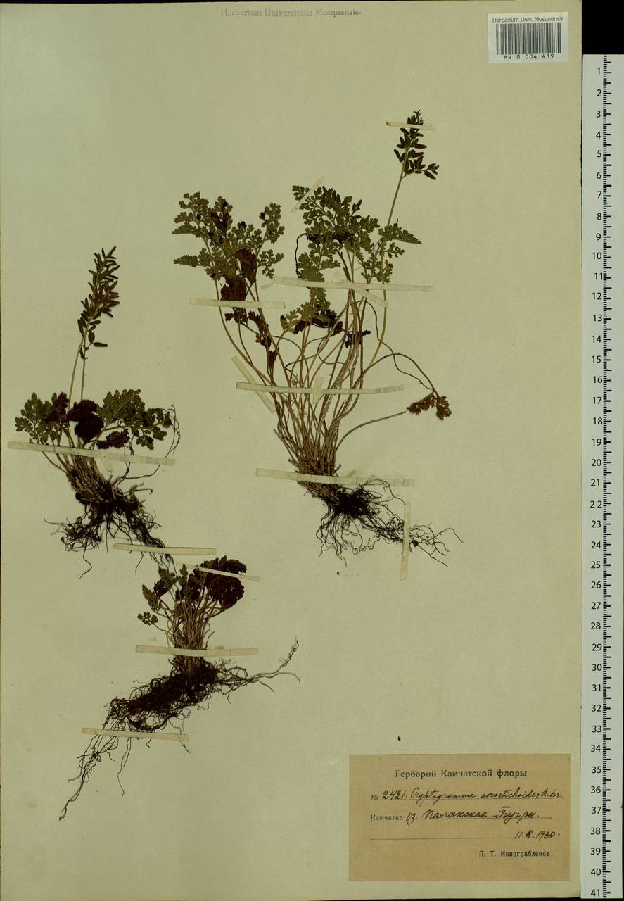 Cryptogramma acrostichoides R. Br. apud Richards., Siberia, Chukotka & Kamchatka (S7) (Russia)