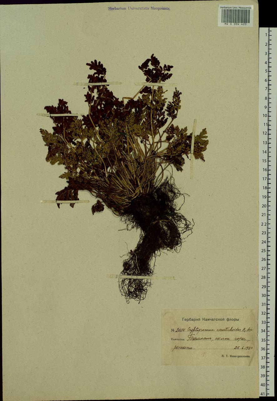 Cryptogramma acrostichoides R. Br. apud Richards., Siberia, Chukotka & Kamchatka (S7) (Russia)