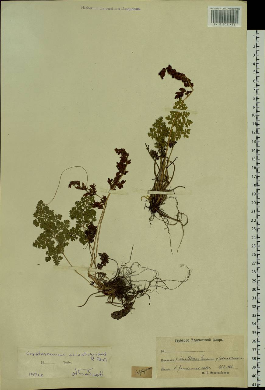 Cryptogramma acrostichoides R. Br. apud Richards., Siberia, Chukotka & Kamchatka (S7) (Russia)