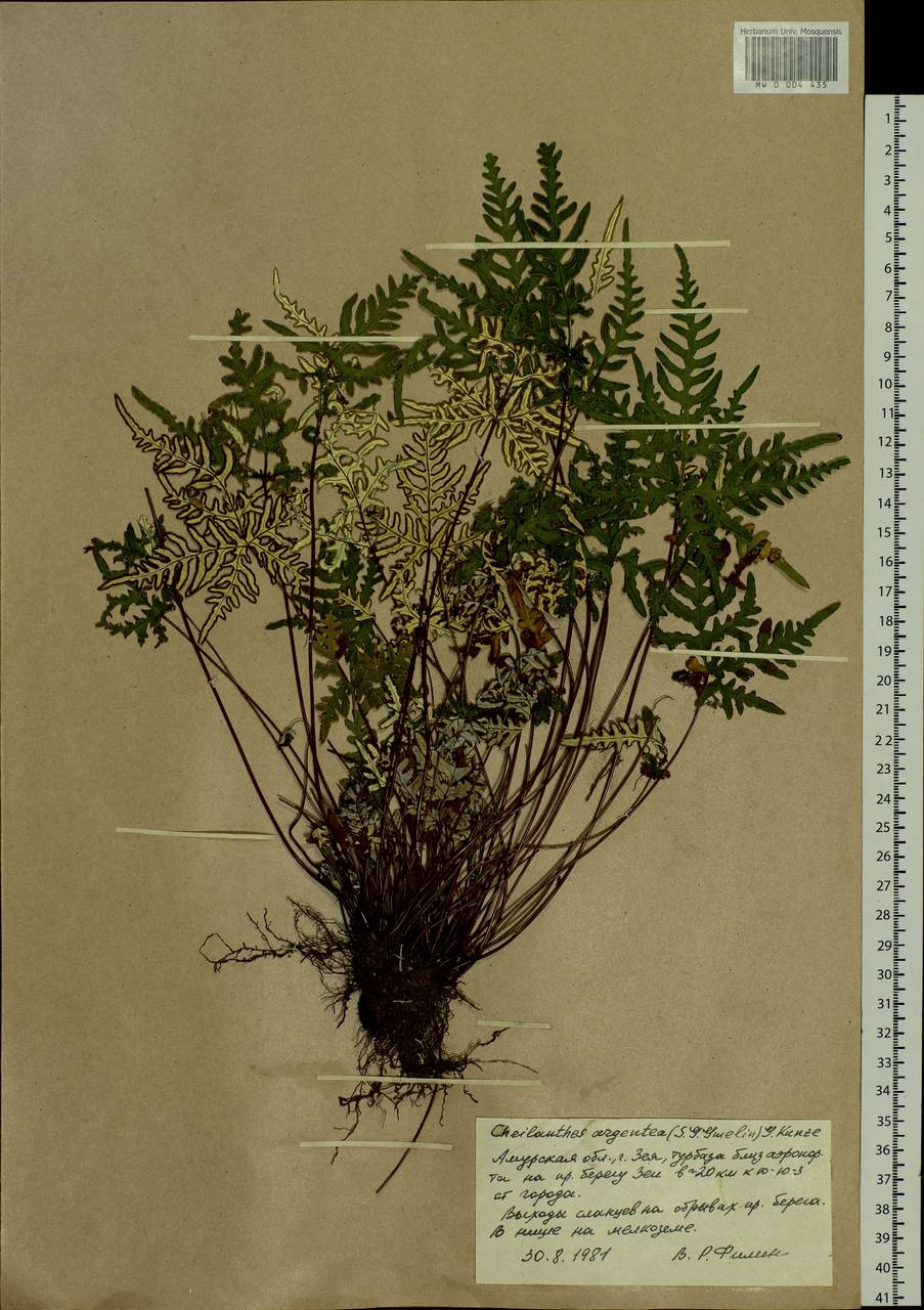 Aleuritopteris argentea (S. G. Gmel.) Fée, Siberia, Russian Far East (S6) (Russia)