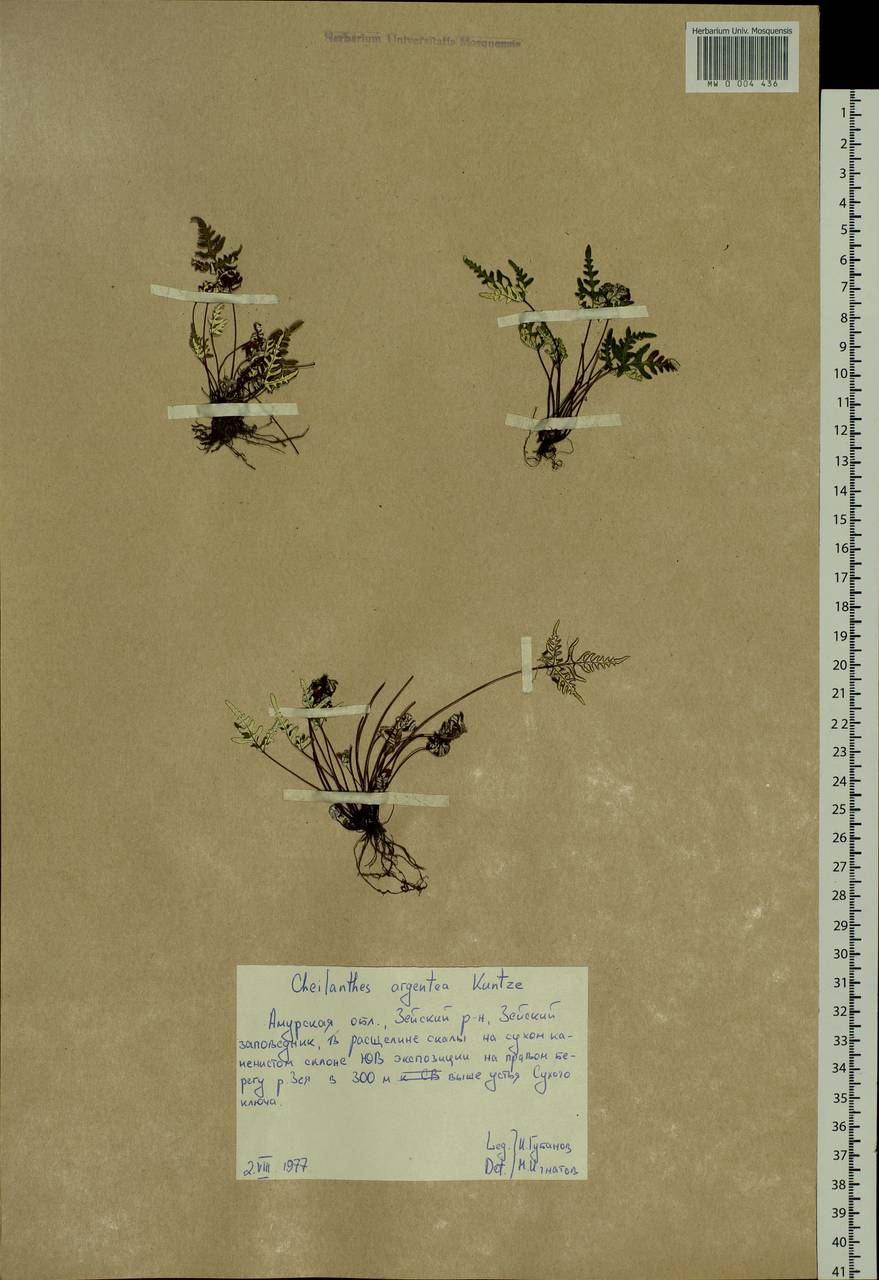 Aleuritopteris argentea (S. G. Gmel.) Fée, Siberia, Russian Far East (S6) (Russia)