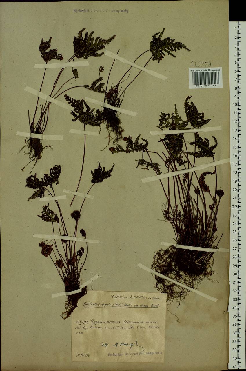 Aleuritopteris argentea (S. G. Gmel.) Fée, Siberia, Baikal & Transbaikal region (S4) (Russia)