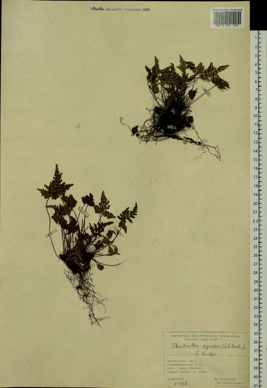 Aleuritopteris argentea (S. G. Gmel.) Fée, Siberia, Baikal & Transbaikal region (S4) (Russia)