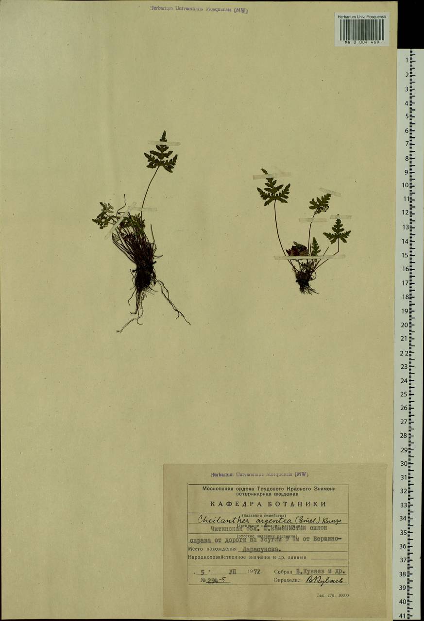 Aleuritopteris argentea (S. G. Gmel.) Fée, Siberia, Baikal & Transbaikal region (S4) (Russia)