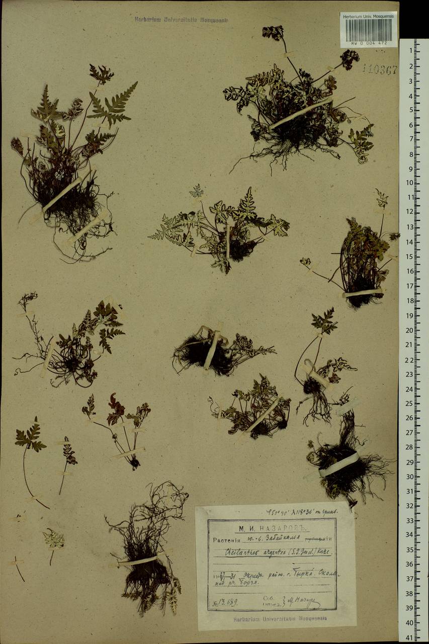 Aleuritopteris argentea (S. G. Gmel.) Fée, Siberia, Baikal & Transbaikal region (S4) (Russia)