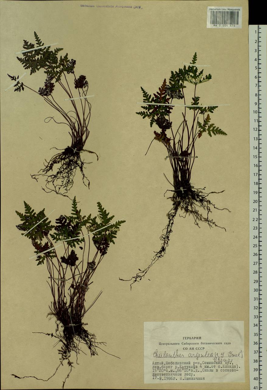 Aleuritopteris argentea (S. G. Gmel.) Fée, Siberia, Altai & Sayany Mountains (S2) (Russia)