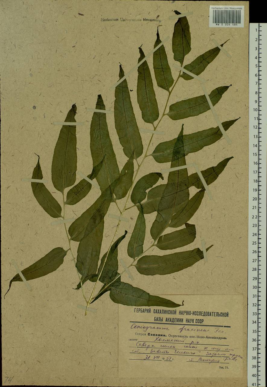 Coniogramme intermedia Hieron., Siberia, Russian Far East (S6) (Russia)