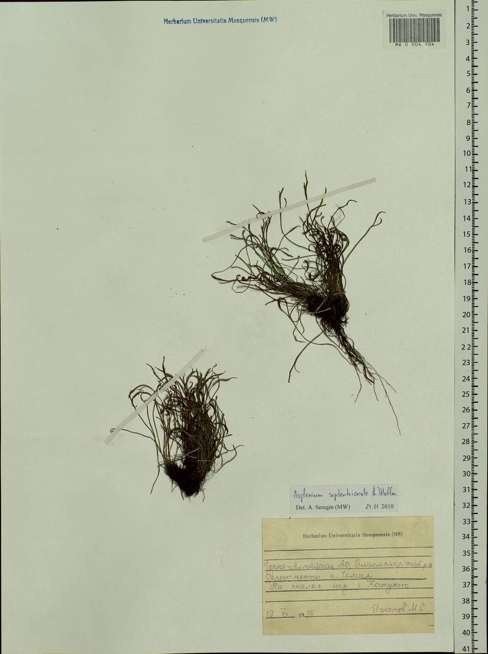 Asplenium septentrionale, Siberia, Altai & Sayany Mountains (S2) (Russia)