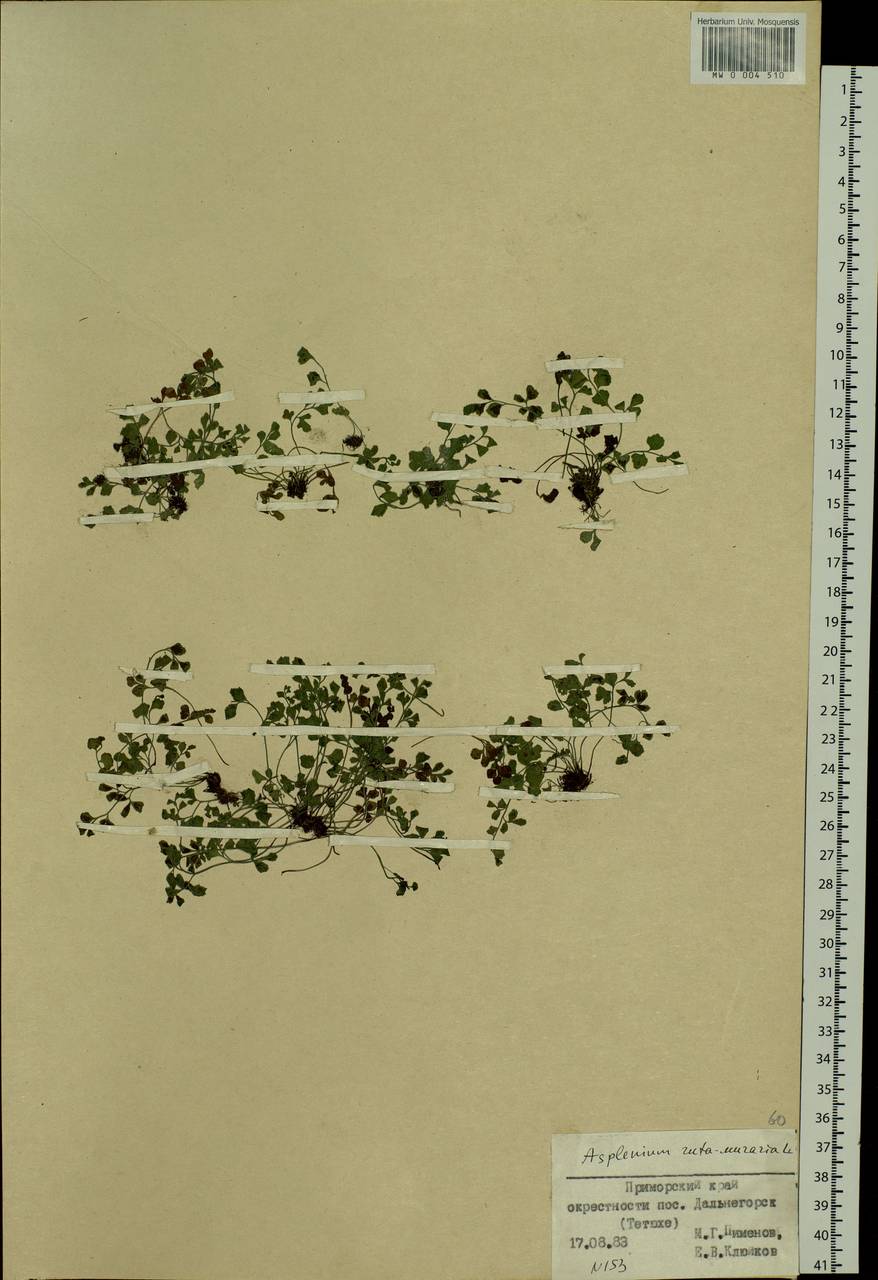 Asplenium ruta-muraria, Siberia, Russian Far East (S6) (Russia)