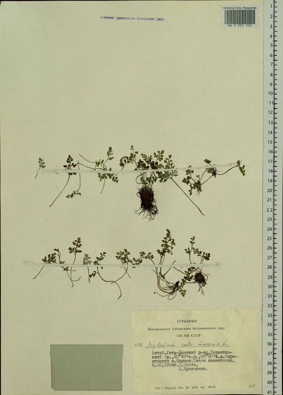 Asplenium ruta-muraria L., Siberia, Altai & Sayany Mountains (S2) (Russia)