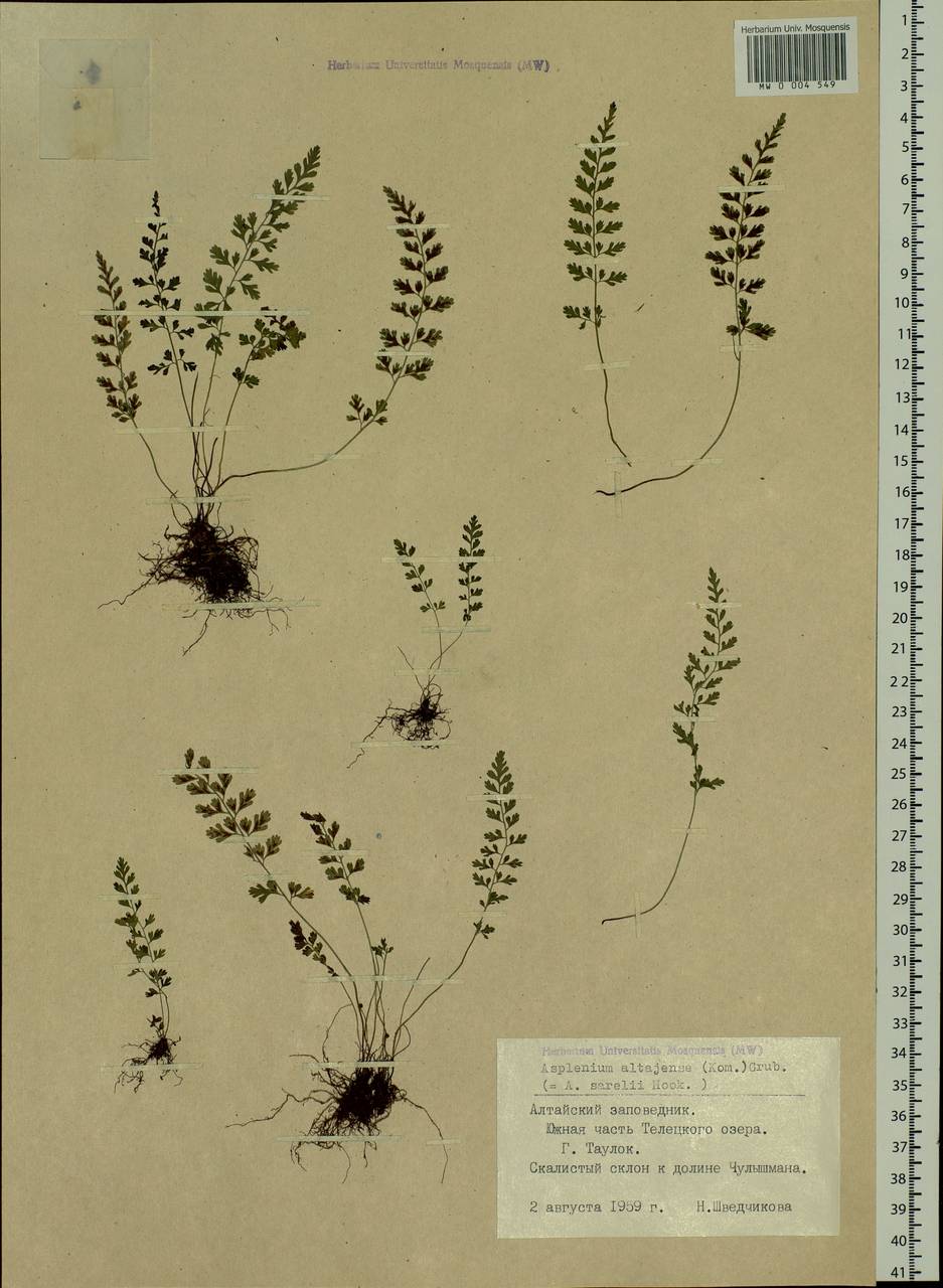 Asplenium altajense (Komar.) Grubov, Siberia, Altai & Sayany Mountains (S2) (Russia)