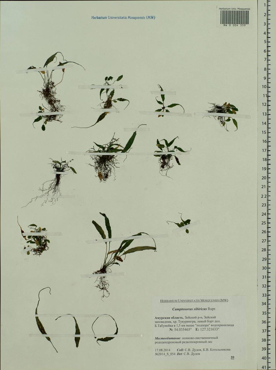 Asplenium ruprechtii Sa. Kurata, Siberia, Russian Far East (S6) (Russia)